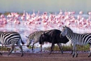 From Nairobi: 7 Days Masai Mara, Nakuru, and Amboseli Safari