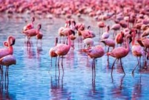 From Nairobi: 7 Days Masai Mara, Nakuru, and Amboseli Safari