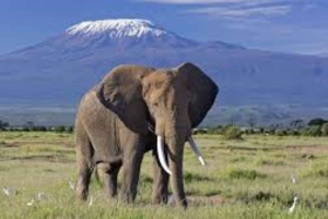 From Nairobi: 7 Days Masai Mara, Nakuru, and Amboseli Safari