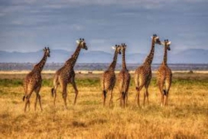 From Nairobi: 7 Days Masai Mara, Nakuru, and Amboseli Safari