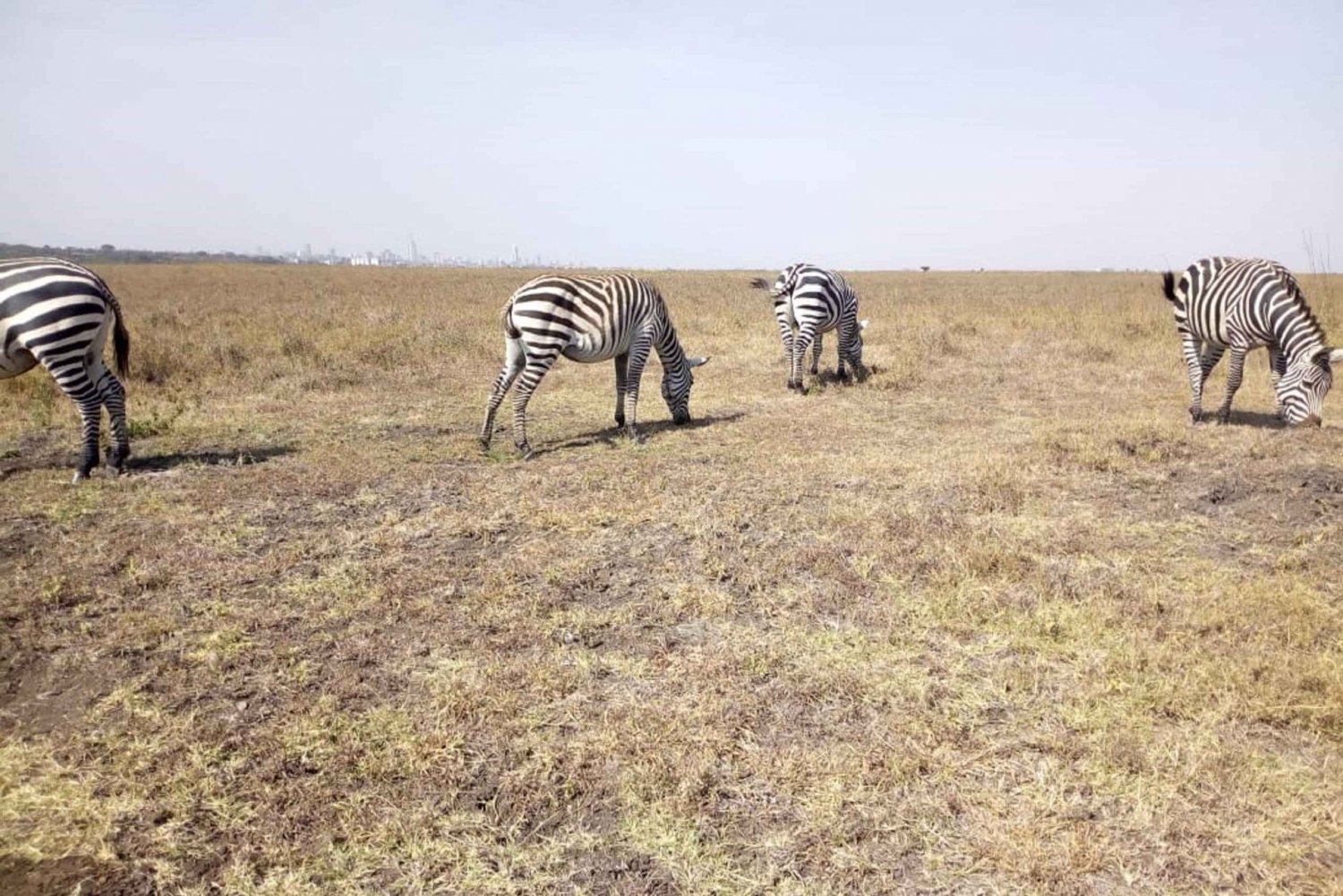Nairobista: Amboselin kansallispuisto 2 päivän, 1 yön matka