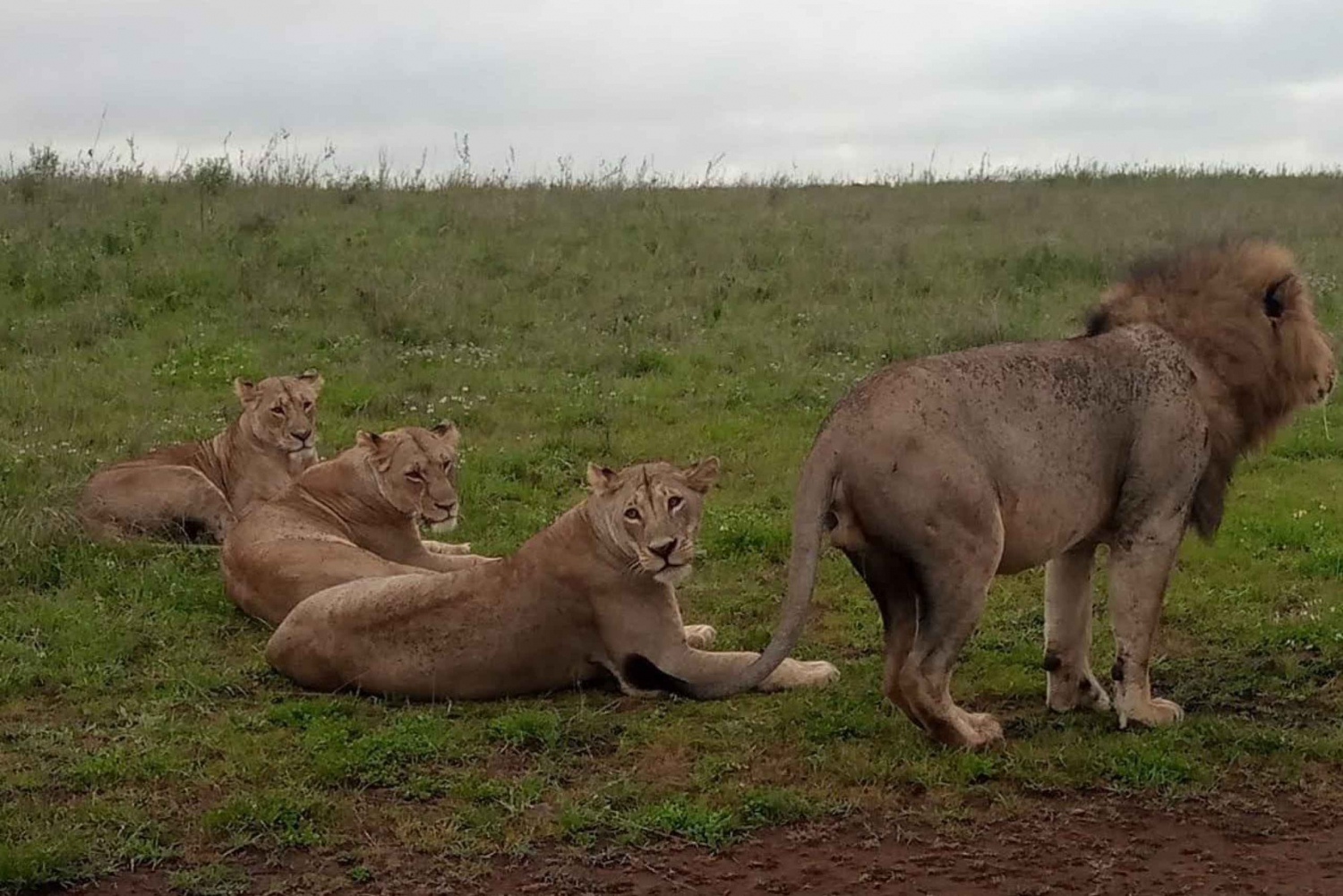From Nairobi: Amboseli National Park 2-Day Wildlife Trip