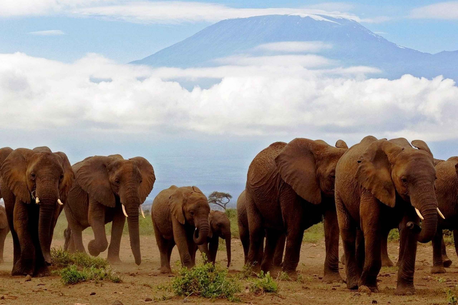 Nairobista: Amboselin kansallispuiston päiväretki