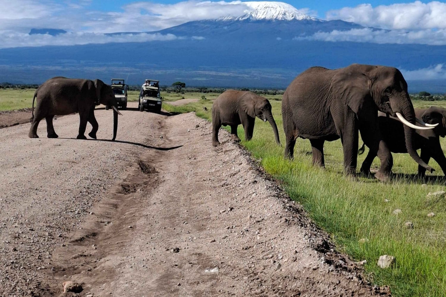 Fra Nairobi: dagstur til Amboseli nasjonalpark og safari