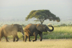 From Nairobi: Amboseli National Park Day Trip & Game Drive