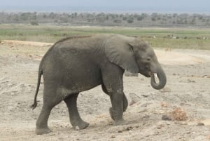 Från Nairobi: Amboseli nationalpark dagsutflykt och game drive