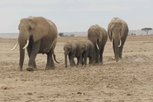 Desde Nairobi: Excursión de un día al Parque Nacional Amboseli y safari en coche