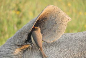 De Nairobi: Viagem de 1 dia ao Parque Nacional Amboseli e passeio de carro