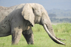 Von Nairobi aus: Amboseli National Park Tagestour & Pirschfahrt