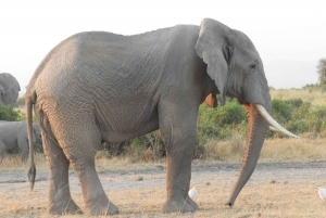 Von Nairobi aus: Amboseli National Park Tagestour & Pirschfahrt