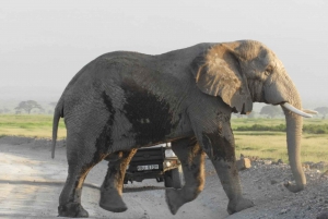 Von Nairobi aus: Amboseli National Park Tagestour & Pirschfahrt