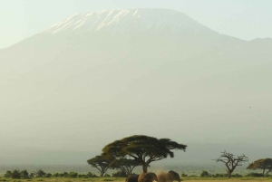 Von Nairobi aus: Amboseli National Park Tagestour & Pirschfahrt