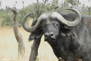 Von Nairobi aus: Amboseli National Park Tagestour & Pirschfahrt