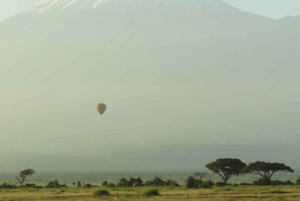 Von Nairobi aus: Amboseli National Park Tagestour & Pirschfahrt