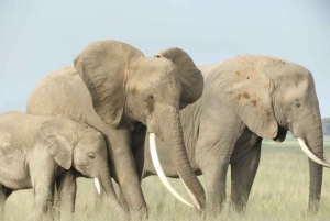 Von Nairobi aus: Amboseli National Park Tagestour & Pirschfahrt