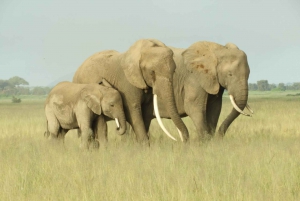 Von Nairobi aus: Amboseli National Park Tagestour & Pirschfahrt