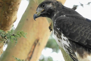 Von Nairobi aus: Amboseli National Park Tagestour & Pirschfahrt