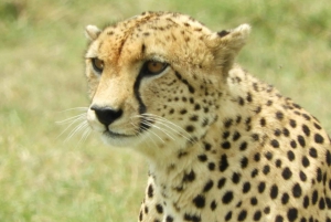 Von Nairobi aus: Amboseli National Park Tagestour & Pirschfahrt