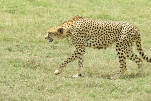 Von Nairobi aus: Amboseli National Park Tagestour & Pirschfahrt