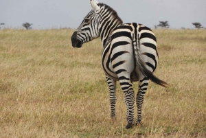 Von Nairobi aus: Amboseli National Park Tagestour & Pirschfahrt