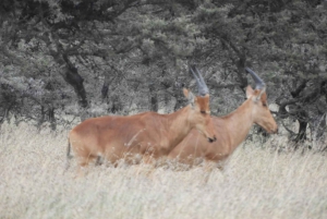 Von Nairobi aus: Amboseli National Park Tagestour & Pirschfahrt