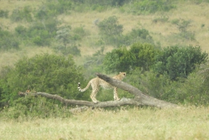 Von Nairobi aus: Amboseli National Park Tagestour & Pirschfahrt