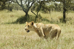 Von Nairobi aus: Amboseli National Park Tagestour & Pirschfahrt