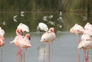 Von Nairobi aus: Amboseli National Park Tagestour & Pirschfahrt