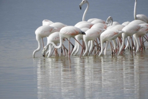 Von Nairobi aus: Amboseli National Park Tagestour & Pirschfahrt