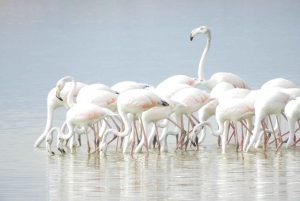 Von Nairobi aus: Amboseli National Park Tagestour & Pirschfahrt