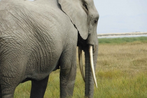 Von Nairobi aus: Amboseli National Park Tagestour & Pirschfahrt