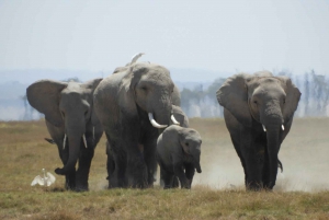 Von Nairobi aus: Amboseli National Park Tagestour & Pirschfahrt