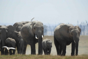 Von Nairobi aus: Amboseli National Park Tagestour & Pirschfahrt