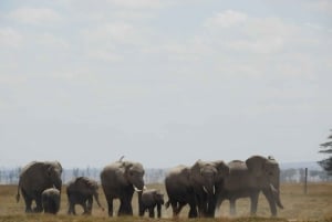 Von Nairobi aus: Amboseli National Park Tagestour & Pirschfahrt