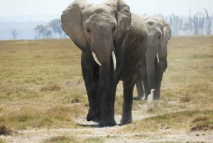 Von Nairobi aus: Amboseli National Park Tagestour & Pirschfahrt