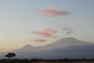 Von Nairobi aus: Amboseli National Park Tagestour & Pirschfahrt