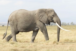 Von Nairobi aus: Amboseli National Park Tagestour & Pirschfahrt