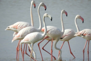 Von Nairobi aus: Amboseli National Park Tagestour & Pirschfahrt