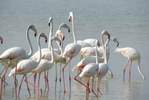 Von Nairobi aus: Amboseli National Park Tagestour & Pirschfahrt