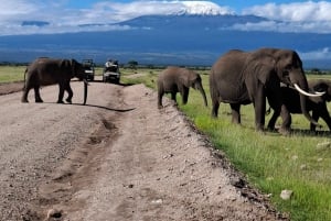 Fra Nairobi: dagstur til Amboseli nasjonalpark og safari