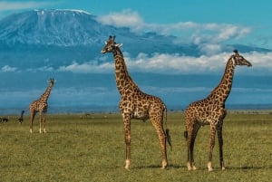 Nairobista: Amboselin kansallispuiston kiertoajelu & Masai-kylässä