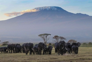 Desde Nairobi: Excursión al Parque Nacional Amboseli y Pueblo Masai