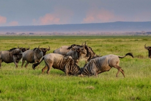 Desde Nairobi: Excursión al Parque Nacional Amboseli y Pueblo Masai