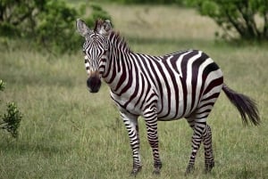 From Nairobi: Crescent Island Safari Experience