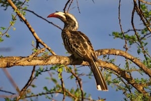 From Nairobi: Crescent Island Safari Experience
