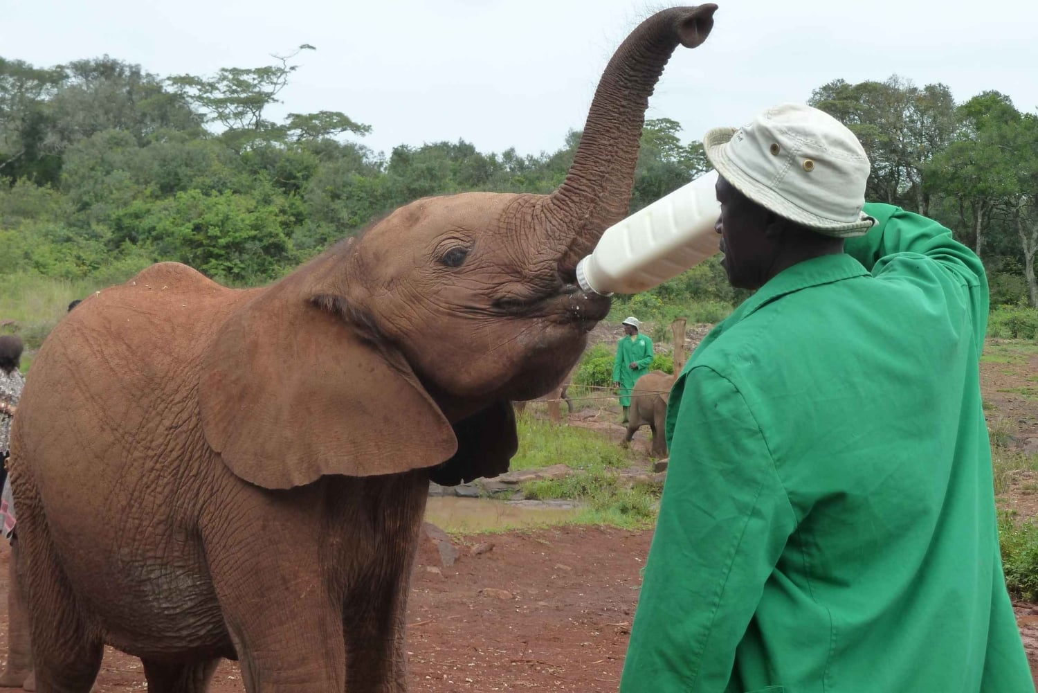 Vanuit Nairobi: David Sheldrick Olifantenweeshuis Tour