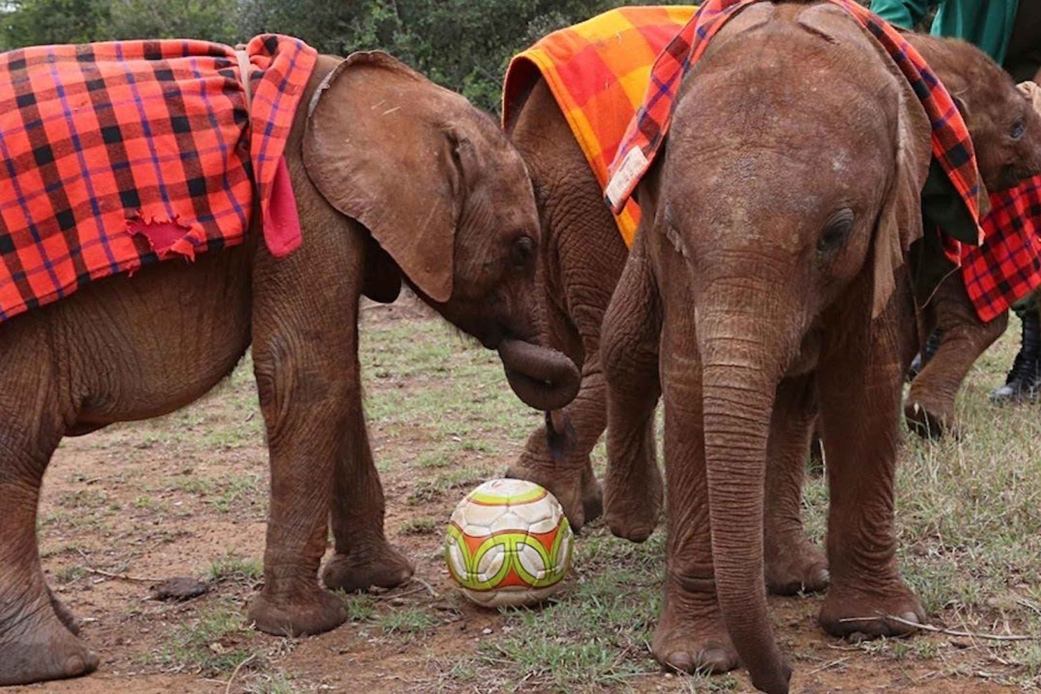 Fra Nairobi: Tur til David Sheldricks elefantbørnehjem
