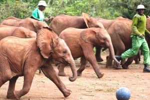 Von Nairobi aus: David Sheldrick Elefantenwaisenhaus Tour