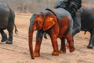 Vanuit Nairobi: David Sheldrick Olifantenweeshuis Tour
