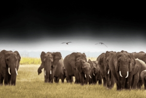 Fra Nairobi: Tur til David Sheldricks elefantbørnehjem